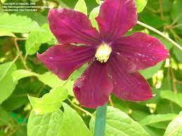 Maybe you would like to learn more about one of these? Clematis New Clematis Midnight Showers 1 By Baja220