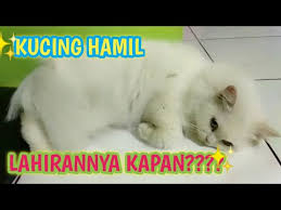 Tubuh induk kucing telah menghasilkan susu terus menerus selama sekitar satu bulan sekarang, tetapi juga akan melambat. Berapa Lama Kucing Hamil Nami Hamil Cepat Gaes Youtube