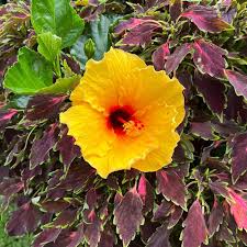 Image result for Hibiscus seineri