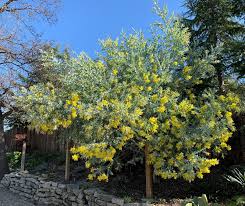 Image result for Acacia podalyriifolia