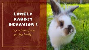 In fact you can get a policy for the cost of a couple of coffees. Spot Lonely Rabbit Behavior A Lonely Rabbit After Death Of A Bonded Partner