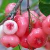 Then, when you finally bite into it, you'll enjoy its sweet flavor and crisp texture. 1