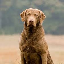 Our listings are from top breeders from around the country. Chesapeake Bay Retriever I Want One Of These Dogs They Re Huge And Cute Chesapeake Bay Retriever Retriever Puppy Retriever