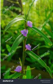 Image result for Cyanotis axillaris