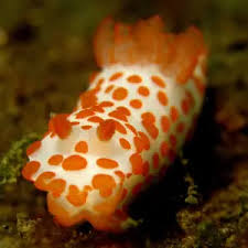 Image result for Gymnosporia gracilipes