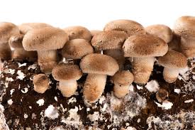 Image result for Lentinus edodes