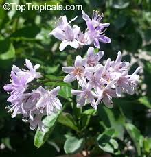 Image result for Ehretia rigida