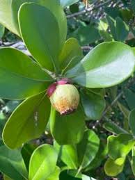 Image result for Clusiaceae