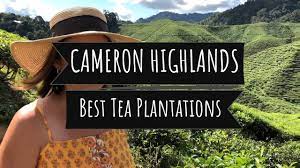 4.45401, 101.36883) is a road side tea house in cameron highlands. Cameron Valley Tea House 1 Or 2 Or Boh Tea Plantation Cameron Highlands Malaysia Travel Guide Youtube
