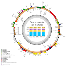 Image result for Dioscorea schimperiana