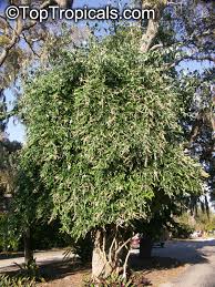 Image result for Buddleja madagascariensis
