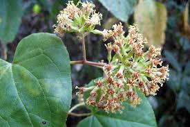 Image result for Mikania cordata