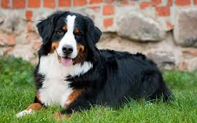 Usda licensed commercial breeders account for less than 20% of all breeders in the country. Bernese Mountain Dog Trupanion Dog Breed Guide
