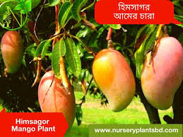 Mango tree care requirements temperature. The Best Himsagor Mango Trees For Sale 2021