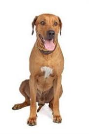 View rhodesian ridgeback pictures and learn more about this breed. Rhodesian Ridgeback Small Medium And Big Dog Breeds Pedigree Uk