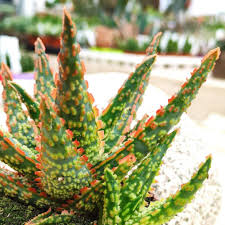 Image result for Aloe zebrina