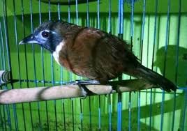 Memiliki od 9mm dan alur 12. Mengenal Macam Jenis Burung Tepus Di Indonesia