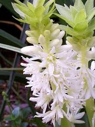 Image result for Eucomis