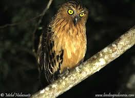Buffy Fish Owl Borneo