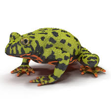 3d Model Bellied Toad Frog Pose Vector Patterns Design Frog Toad
