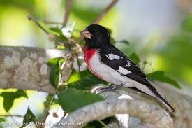 Backyard Birds Of Central Florida Central Florida Backyard Bird Identification Backyard Birds Bird Identification Backyard