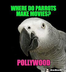 Bird Bird Bird Is The Word Movie Parrot Star Asks Where Do Parrots Make Movies Pollywood With Images Parrot African Grey Parrot Funny Birds