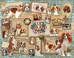 Cavalier King Charles Spaniels All Blenheim Large Giclee Print King Charles Cavalier Spaniel Puppy Cavalier King Charles Spaniel Tricolor King Charles Spaniel