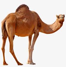 Find out more in the world of crimson desert. Desert Camel Standing Png Image Camels In China Png Image Transparent Png Free Download On Seekpng