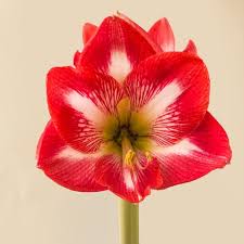 Image result for Hippeastrum