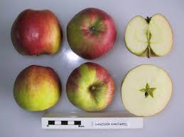 File:Cross section of Danziger Kantapfel, National Fruit Collection (acc.  1948-656).jpg