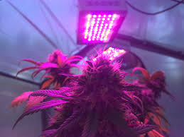 Elevated raised beds, raised bed accessories, raised bed corners Cannabis Growing Basics The Optimal Height For Your Led Grow Light Greenbox Grown