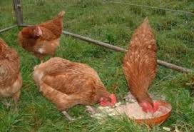 Potensi penternakan ayam kampung ori. Ayam Rhodonite Penyelenggaraan Dan Penjagaan Ayam Telur Baka