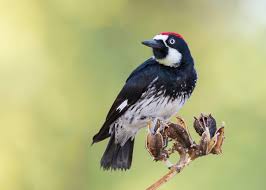 Acorn Woodpecker Audubon Field Guide