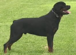 What is the best dog food for a rottweiler? Rottweiler Puppy Information Training German Rottweiler Breeders Pictures