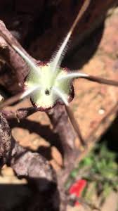 Image result for Ceropegia conrathii