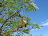 Image result for Elephantorrhiza suffruticosa