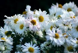 So Klappt Es Mit Chrysanthemen Im Garten Sortentipps