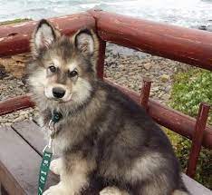 Rylie von der otto, va hill vom. Alaskan Shepherd Dog Breed Information And Pictures