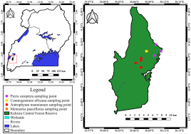 Image result for Antrophyum mannianum