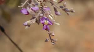 Image result for Philenoptera nelsii