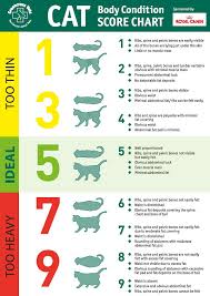 Cat Body Condition Score Chart Meow Aum