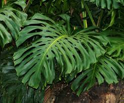 My Favourite Plant Monstera Deliciosa Hawaiian Plants Monstera Deliciosa Plants