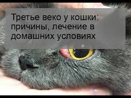 как узнать что у тебя глисты в домашних условиях Trete Veko U Koshki Prichiny Lechenie V Domashnih Usloviyah Youtube