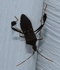 It walks, hops, and flies to capture its insect prey. Unknown Assassin Bug Black With White Spots On Back Leptoglossus Oppositus Bugguide Net