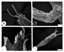 Image result for Mikania sagittifera