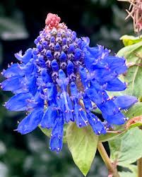 Image result for Pycnostachys