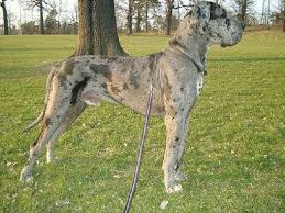 Great Dane Puppies For Sale In Florida Zoe Fans Blog Dane Dog Great Dane Dogs Merle Great Danes