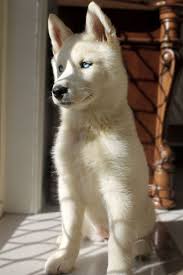 Baby Black And White Husky With Blue Eyes I Am Definitely Getting A Husky Puppy The Second I Move Into My Own Apartment They Re So Cute And I M So Excited Animals Beautiful Cute Animals Cute Dogs
