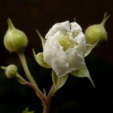 Image result for Rubus kirungensis