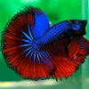 My first two female bettas died. Https Encrypted Tbn0 Gstatic Com Images Q Tbn And9gcrrsmzbio Wb0h9beljmuuy Pczs1g5qj545pju068 Usqp Cau